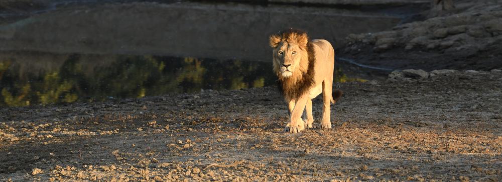 Gir Safari Discover
